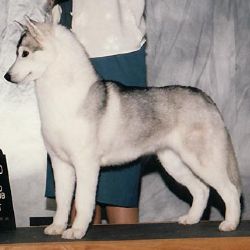 Photo of Kaila’s Russian Cameo