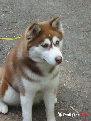 Photo of Yunika Winner Spirit Of Nord