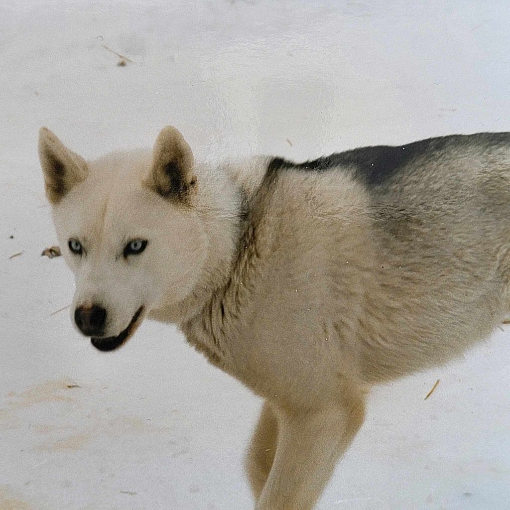 Photo of Iroquois de Loufranc