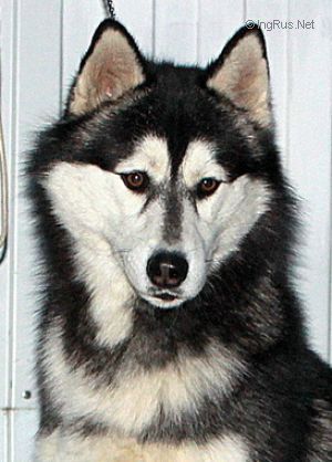 Photo of Vento Libero Tseleus Chernaya Bura