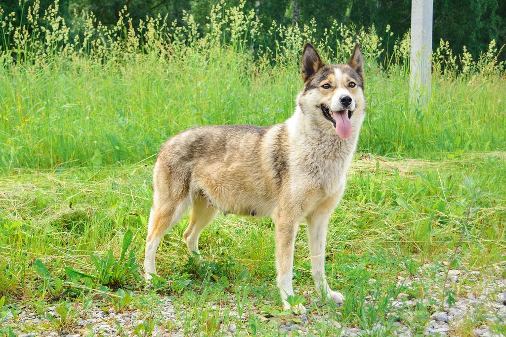 Photo of Are to Run Olive