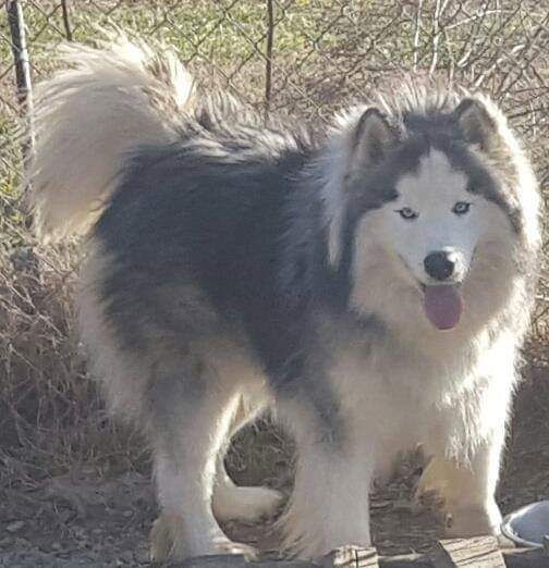 Photo of Lacies Kiba And Bits