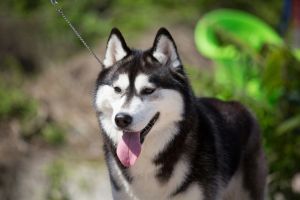 Photo of Husky Haven Vinter Zhasmin