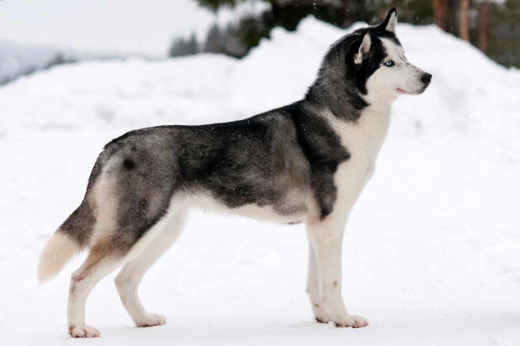 Photo of Carillo Silver Fang