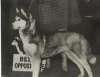 Photo of Weldon’s Enuk Balto