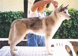 Photo of Sasha Of Siberian Lady