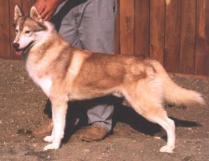 Photo of Des-Mar’s Cordova
