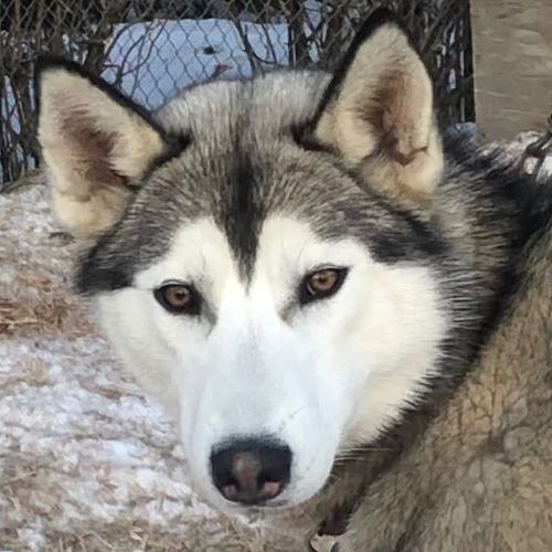 Photo of Jedeye Phoenix of Manitou