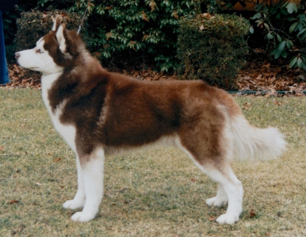 Photo of Talocon’s Polar Kirro