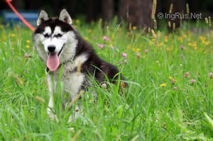 Photo of Husky Haven Artemida's Vin