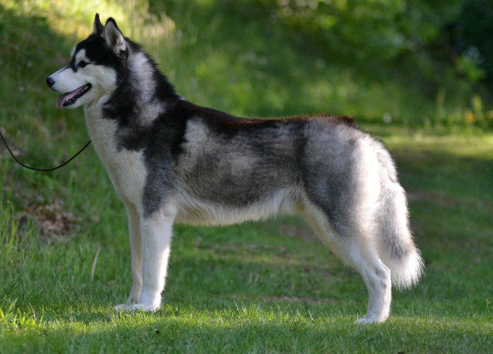 Photo of Bloodsnow easy lover