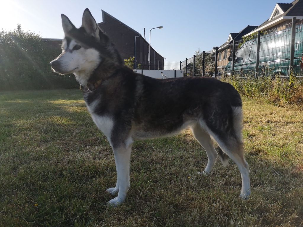 Photo of Alysha ab Canis Polaris