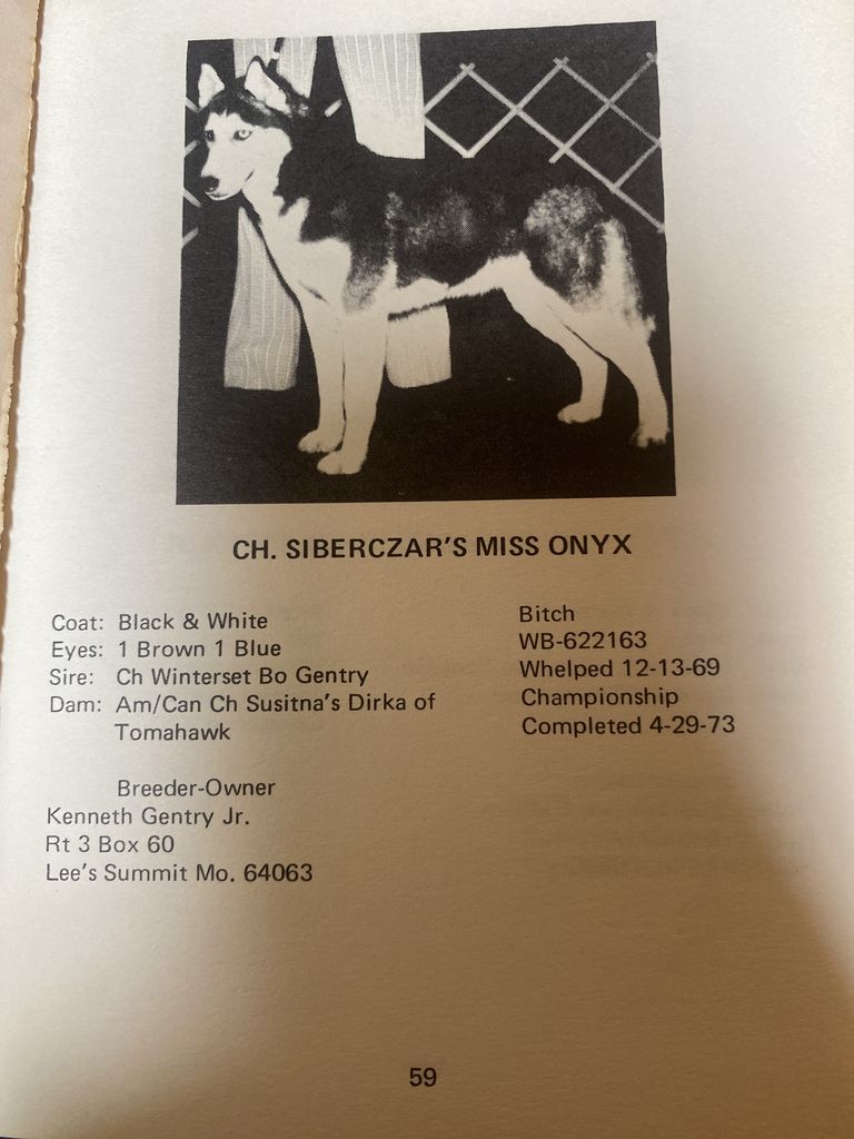 Photo of Siberczar’s Miss Onyx