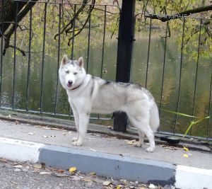 Photo of Zavetnoye Zhelanie Odezi