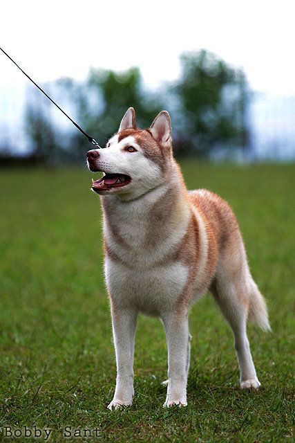 Photo of Kristari’s Fortune Hunter