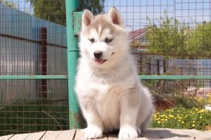 Photo of Husky Haven Linda Imperial