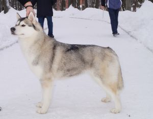 Photo of Husky Haven Silvery Moon
