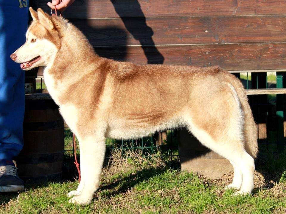 Photo of La Dam Latea CHOCOLATE AURORA