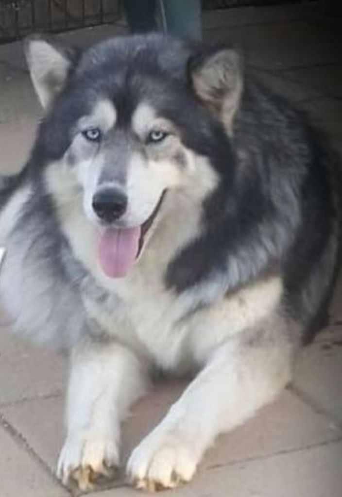Photo of Willows Silvermist "Jersey"
