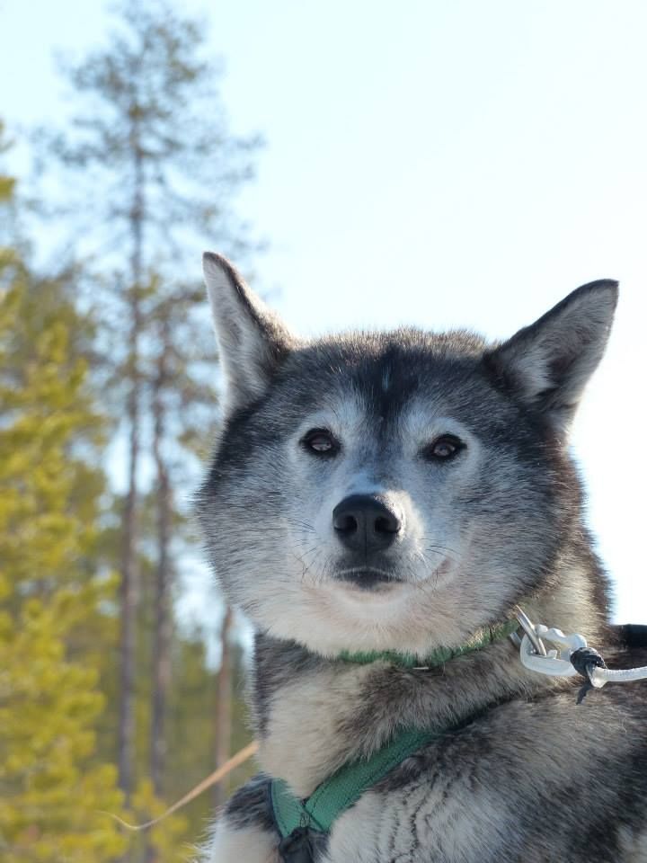 Photo of Indian Tribe Husky’s Cocopa