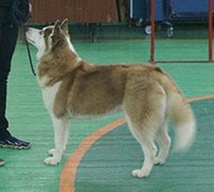 Photo of Valensiya s Goluboy Zvezdy