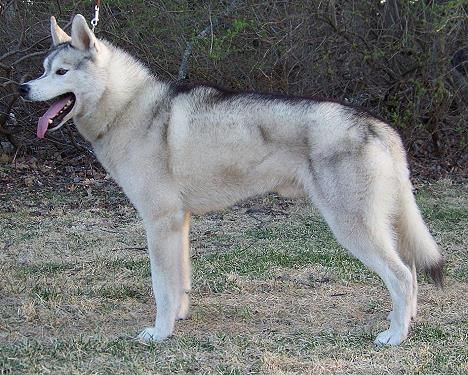 Photo of NorthWapiti’s Lincoln Of Kelim