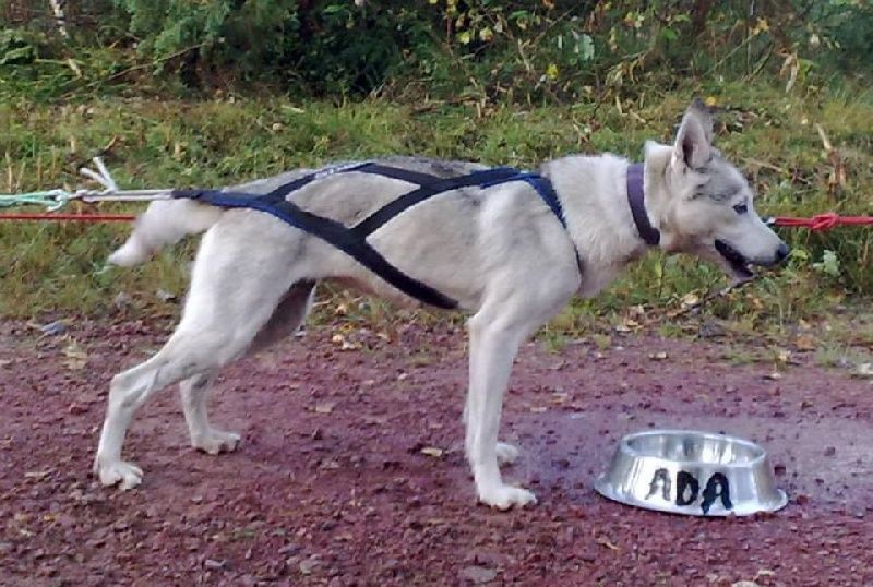 Photo of Stuyahok’s Lady