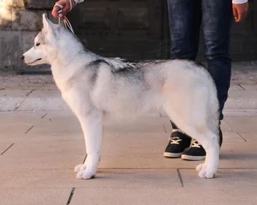 Photo of Bloodsnow Mirror Who’s The Fairest