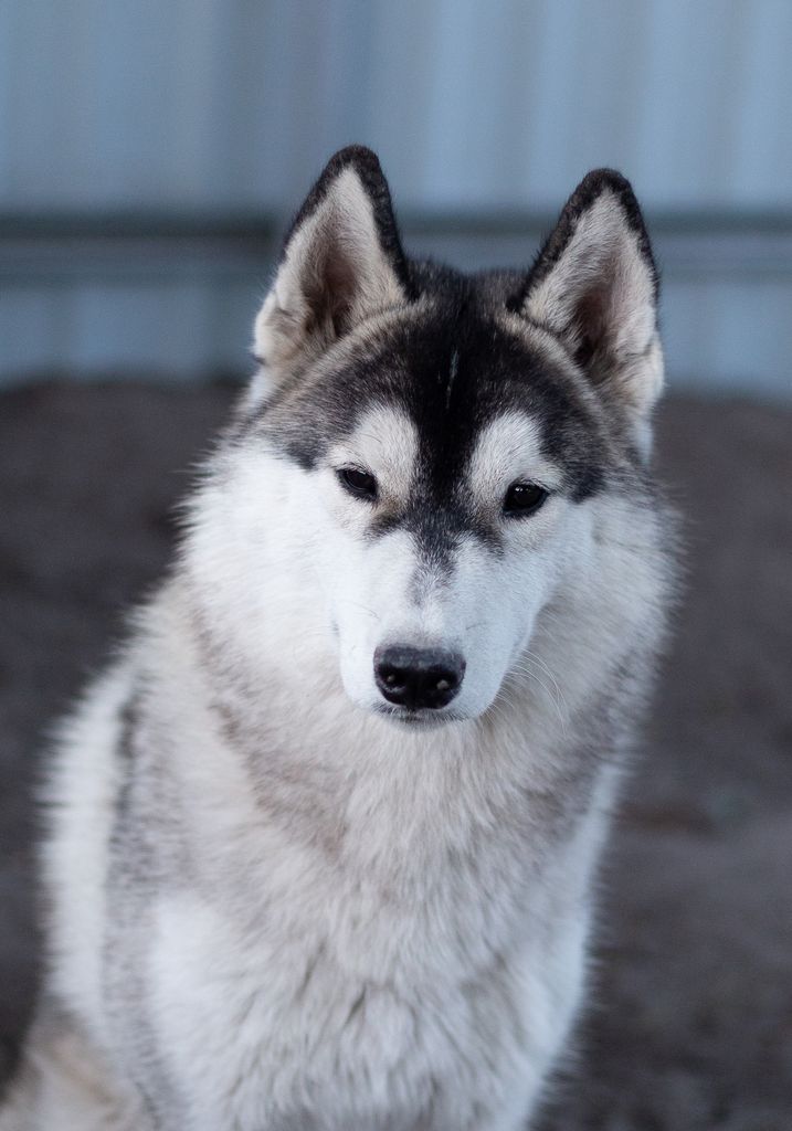 Photo of Albion from Minsky Siberians