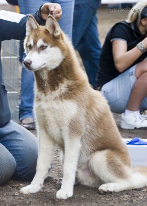 Photo of Husky Haven Sherlok Holmes