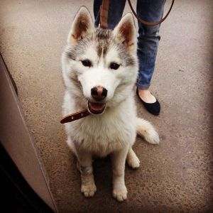 Photo of Arctic Magic Skarlet The Grey