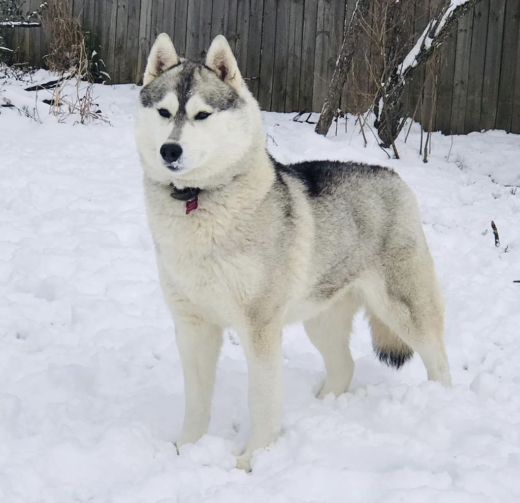 Photo of Karnovanda's Fast and Furryous of Kilvei