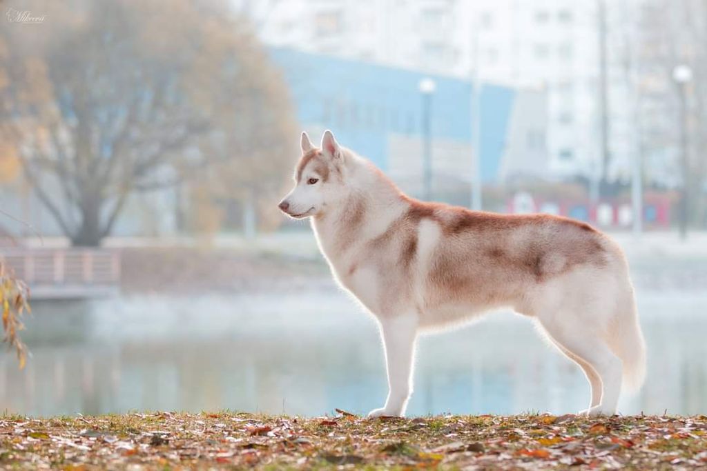 Photo of W-Dream Master of Winners Valley