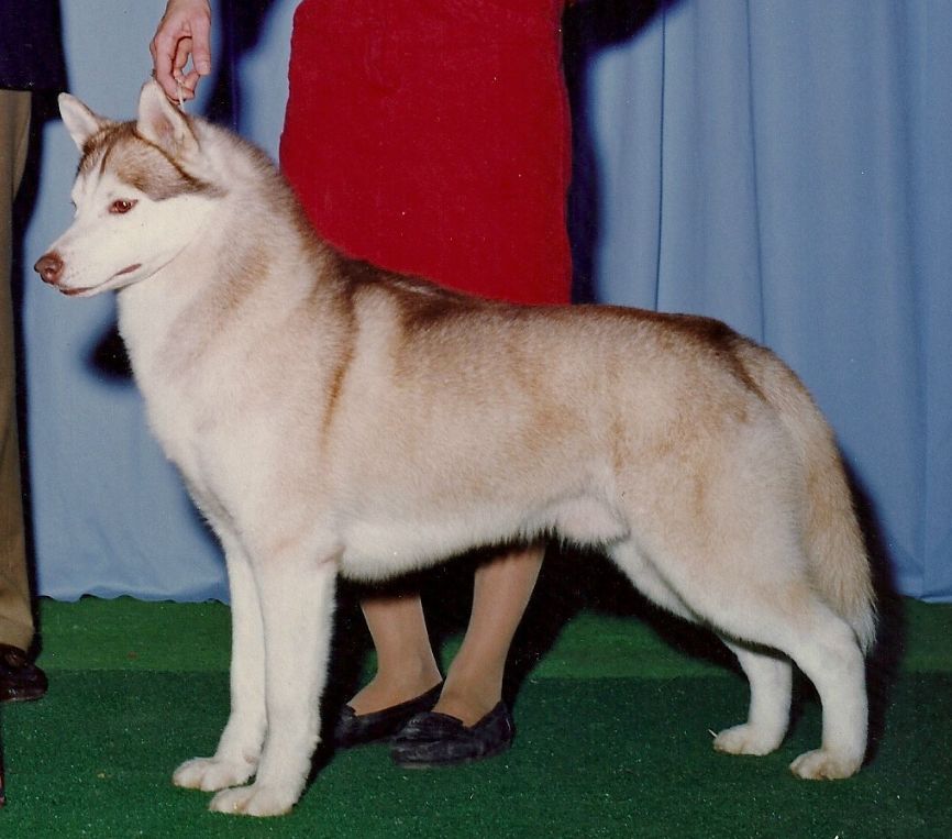 Photo of Nanook’s Born To Run
