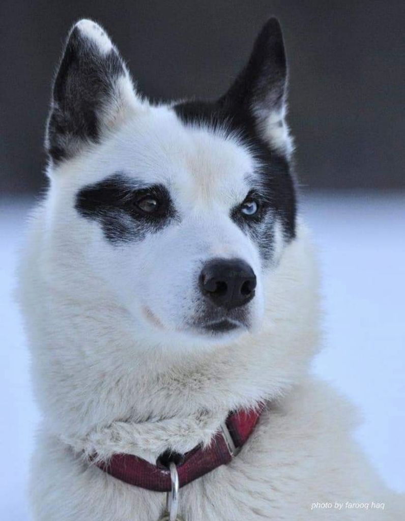 Photo of E'Snatch Artic Schakolack