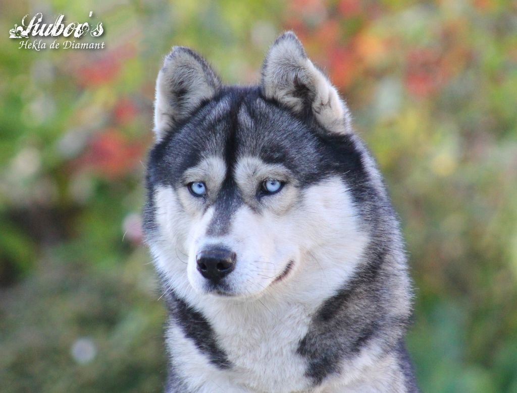 Photo of Liubov's Hekla De Diamant