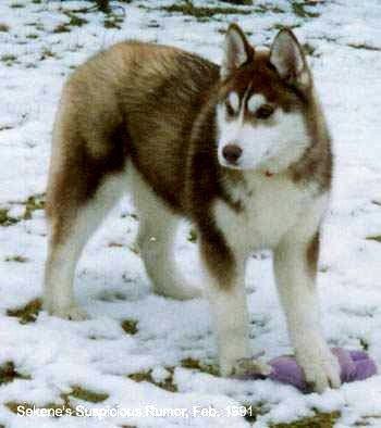 Photo of Sekene’s Suspicious Rumor