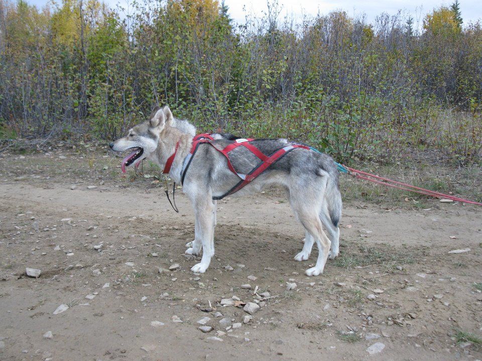 Photo of Tsuga’s Eliza