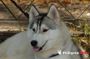 Photo of Wild Look Of Avalanche
