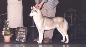 Photo of Scoqui’s Ambrosia