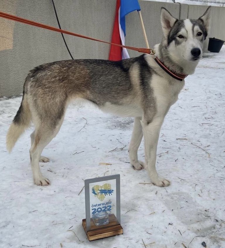 Photo of Diva of Husky Auwinkel