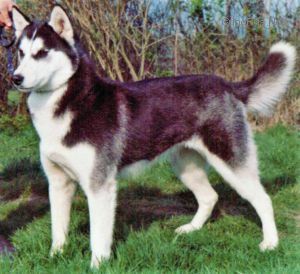 Photo of Quinbury Kozachokane Of Beagold