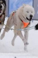 Photo of Artù (Italia)