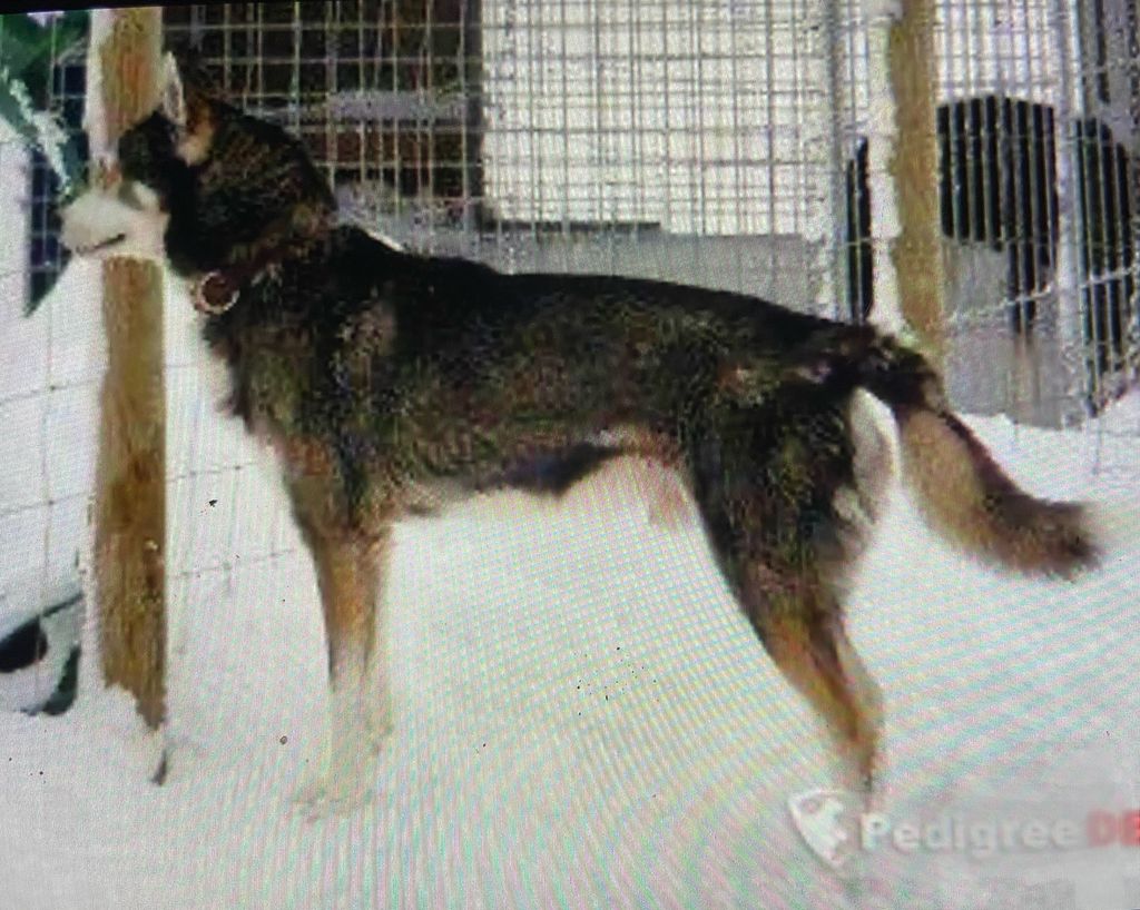 Photo of Trinity Kennel’s O-Grey Wolf