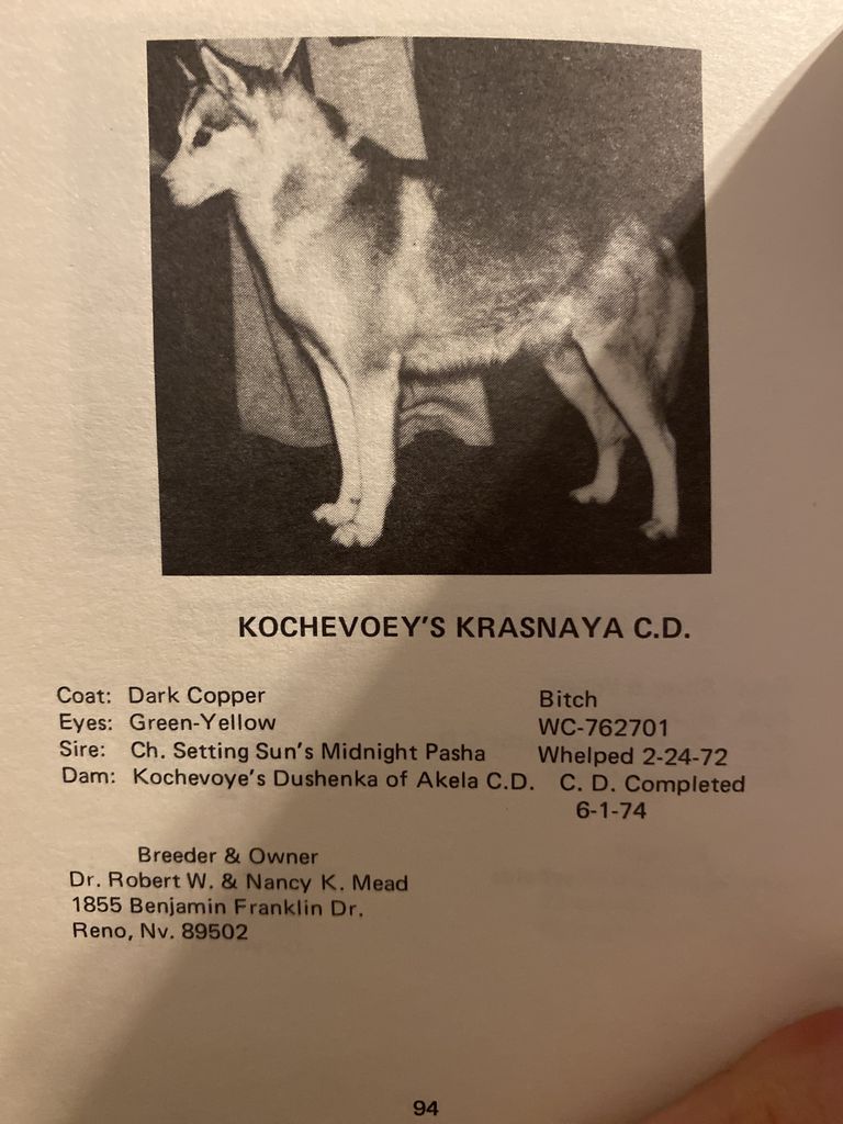 Photo of Kochevoey's Krasnaya