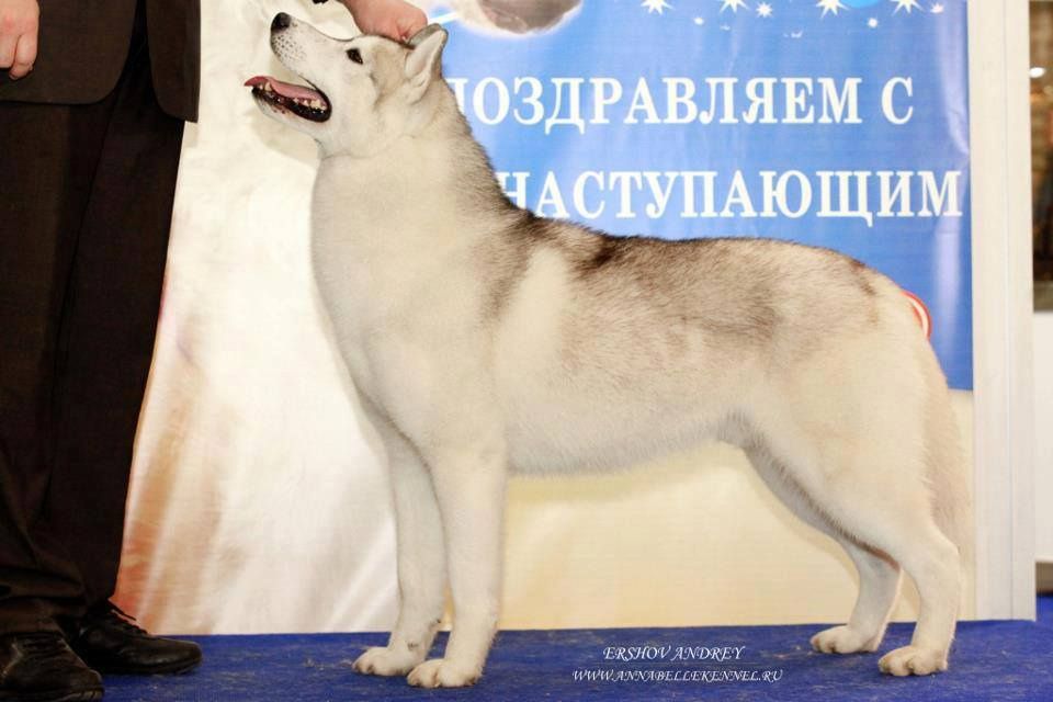 Photo of Kristari’s Hot Shot
