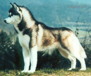 Photo of Missing On The Pack della Farha