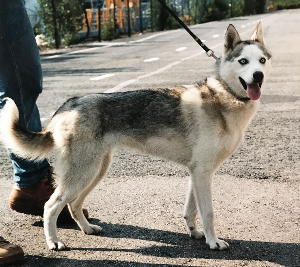 Photo of Hillevi av Vargevass