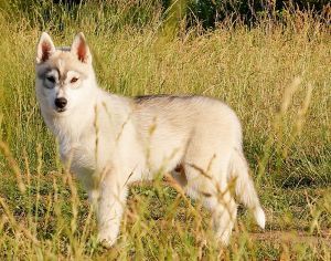 Photo of Husky Haven Frankie Faison