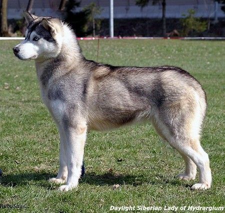 Photo of Daylight Siberian Lady of Hydrargium